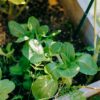 Dwarf Bok Choy Seeds, Free Shipping, Brassica rapa (Chinensis) - Image 9