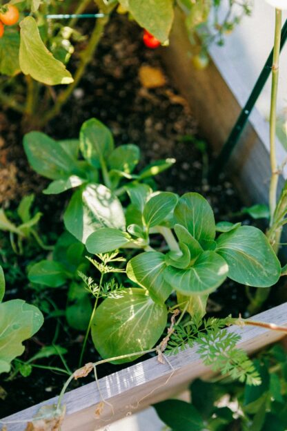 Dwarf Baby Bok Choy Seeds /  Brassica rapa 'Chinensis' - Image 9