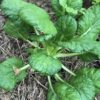 Tatsoi Cabbage Seeds, Heirloom Asian Cabbage - Image 3