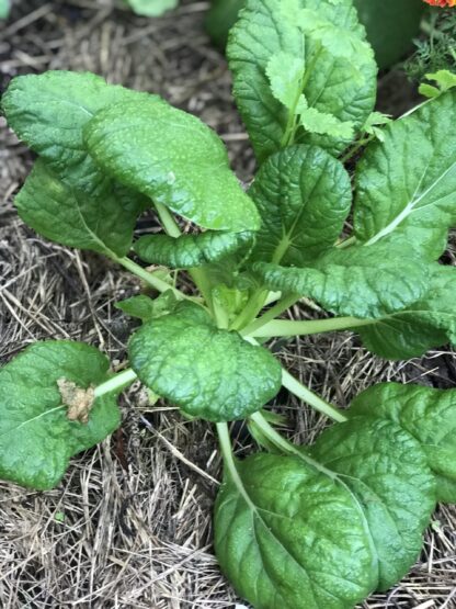 Tatsoi Cabbage Seeds, Heirloom Asian Cabbage - Image 3