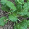 Tatsoi Cabbage Seeds, Heirloom Asian Cabbage - Image 4