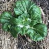 Tatsoi Cabbage Seeds, Heirloom Asian Cabbage - Image 5