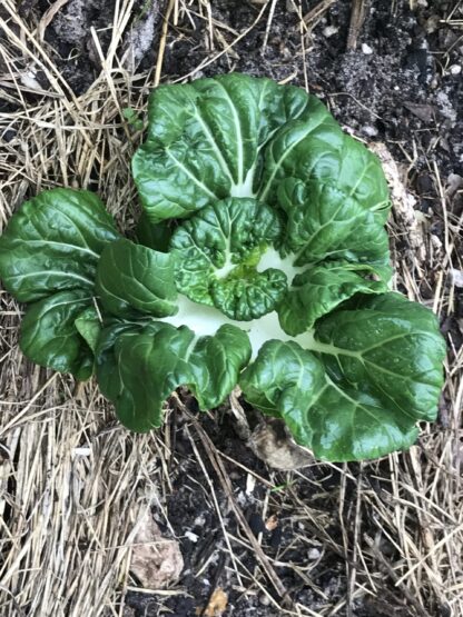 Tatsoi Cabbage Seeds, Heirloom Asian Cabbage - Image 5