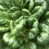 Tatsoi Cabbage Seeds, Heirloom Asian Cabbage - Image 6