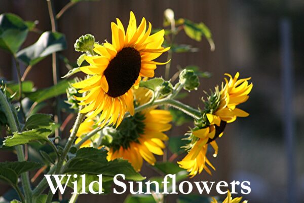 Wild sunflowers