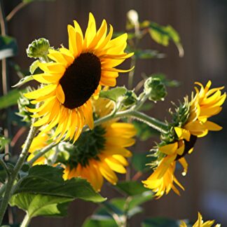 Annual Flower Seeds