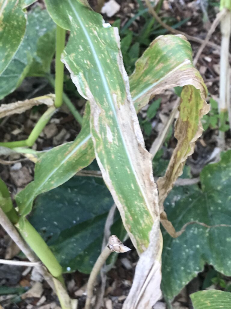 Freeze damage on corn stalks