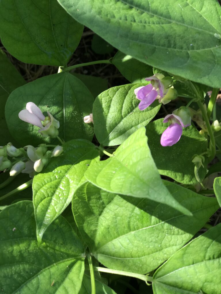 In Zone 10, green beans are a good choice to plant in January. 