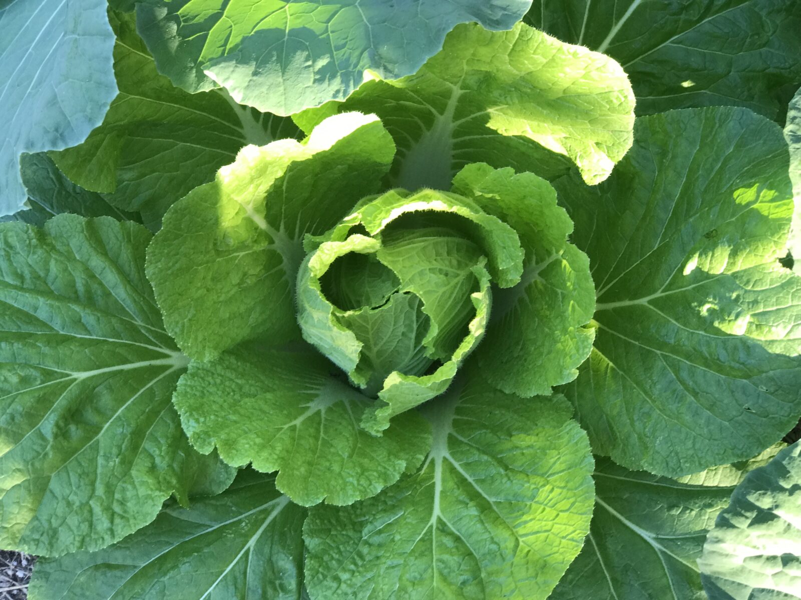 Napa Cabbage is a good choice to plant in January for Florida Gardeners