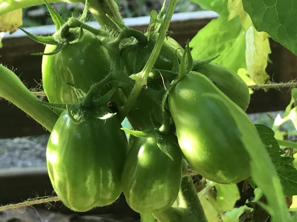 Growing Tomatoes year round in Florida