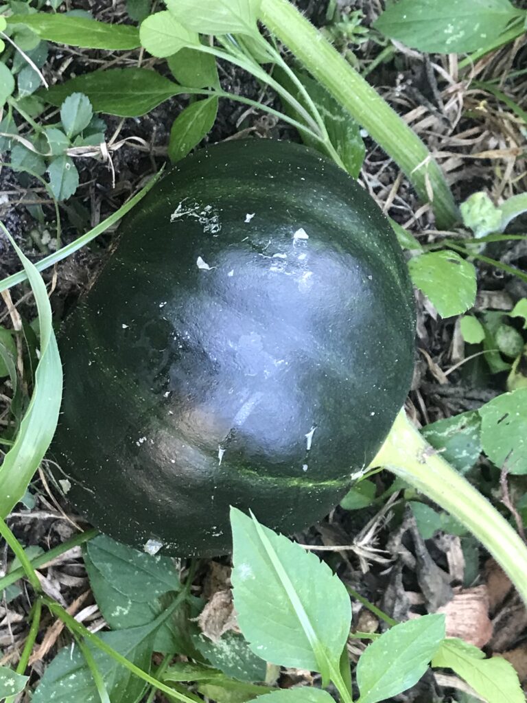 Florida Seminole Pumpkin