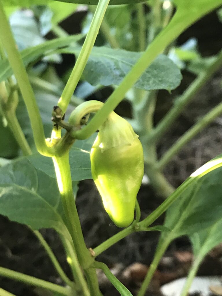 Peppers are perennial in Florida