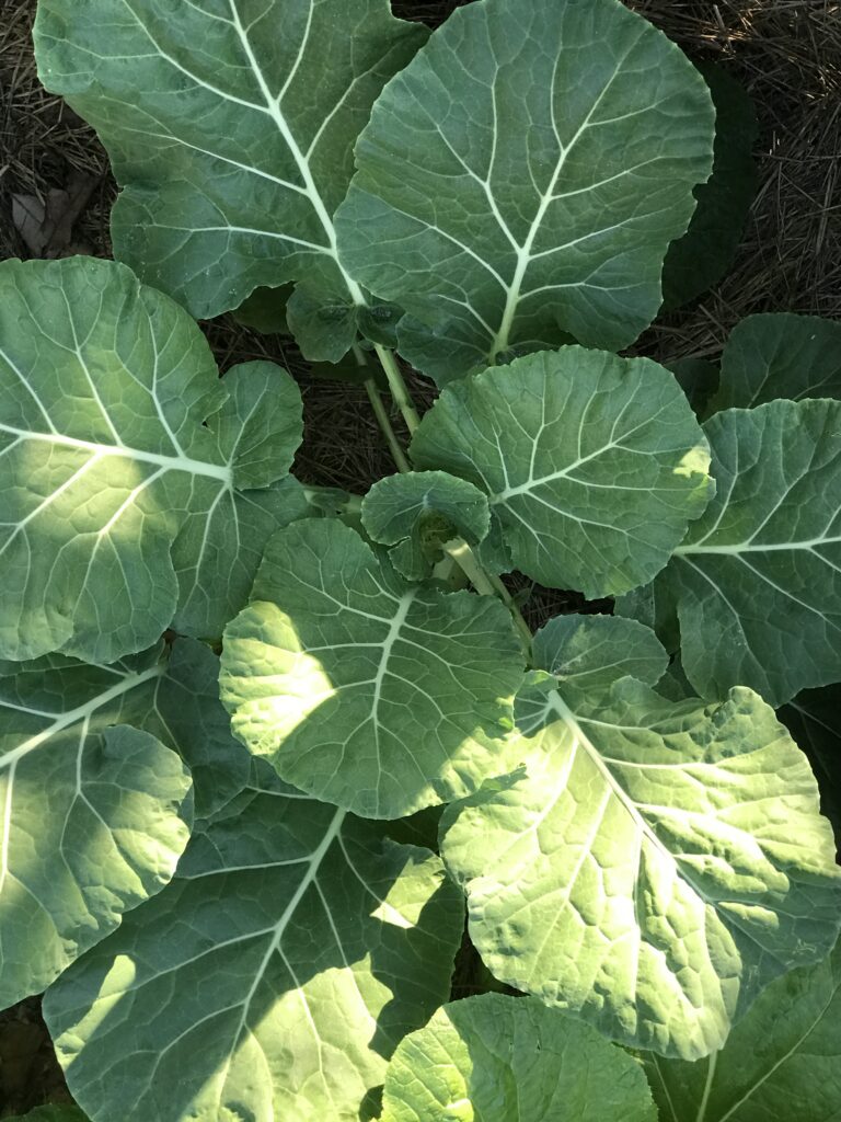 Collards are a good choice to plant in January, as they're very heat tolerant and will produce through spring and summer. 