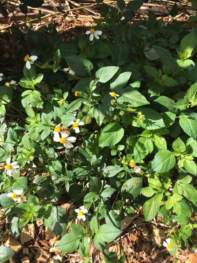 The ubiquitous Bidens alba -- a blessing  for Florida chickens and curse of Florida gardeners. 