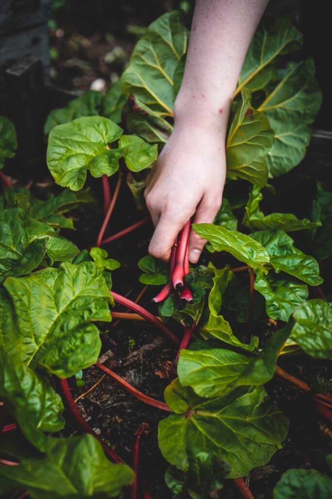 Swiss chard will thrive in a drier microclimate in the Florida garden if it gets some midday shade