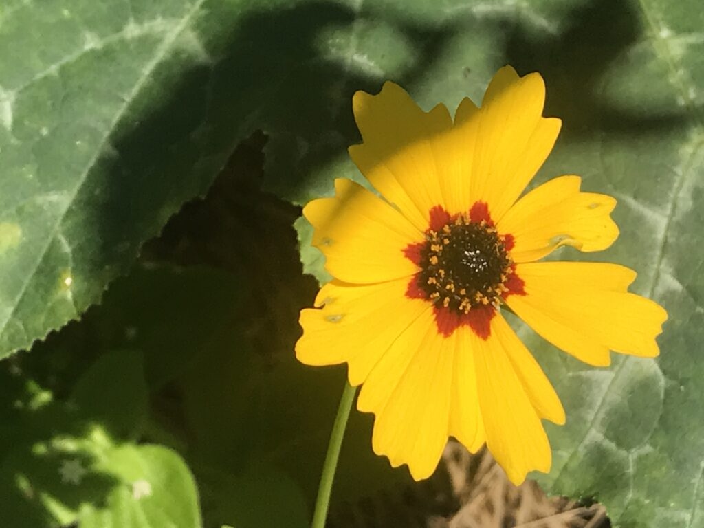 Flowers for Florida -- coreopsis is Florida's official state wildflower
