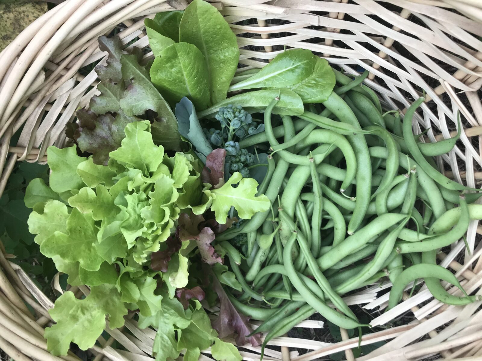 Planting in February in Florida includes lettuce and green beans