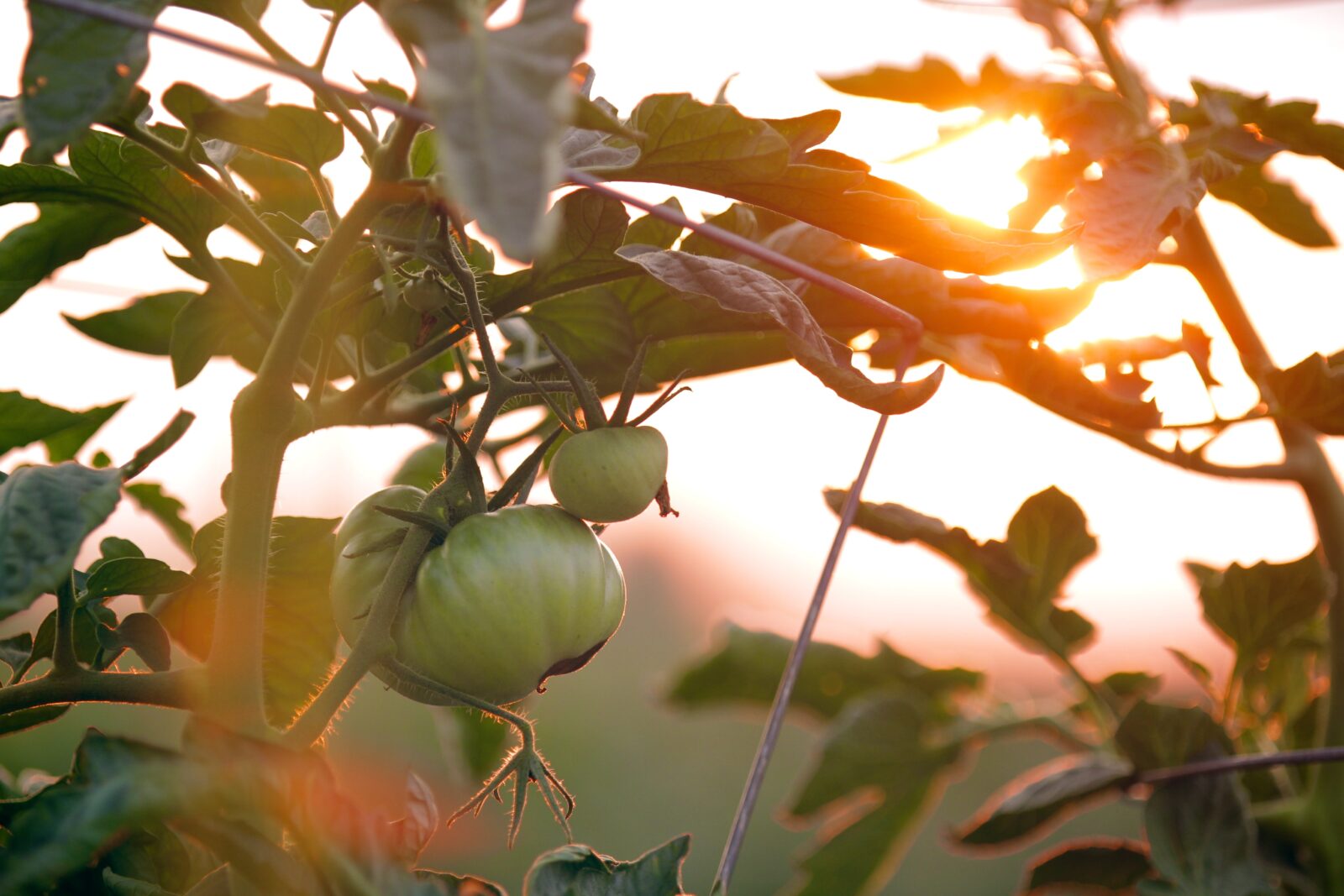 Finding the right Florida garden microclimates for growing tomatoes year round