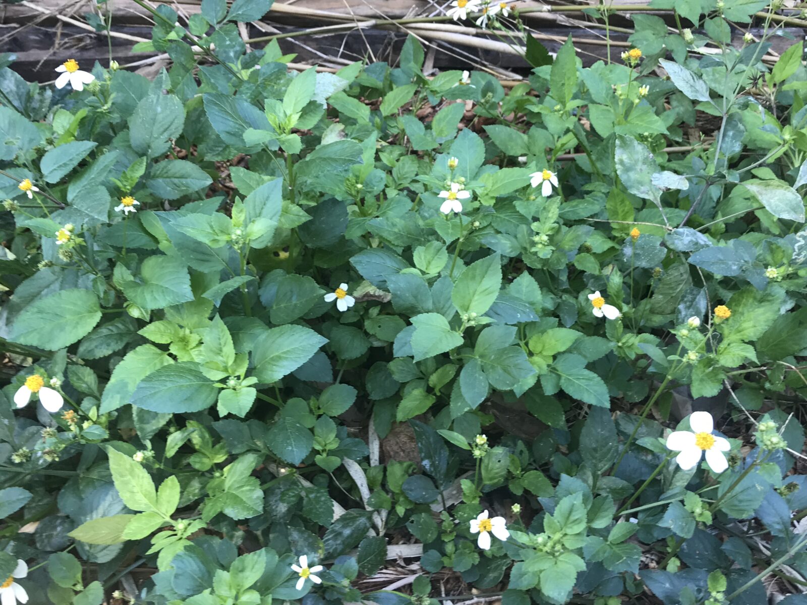 Bidens alba, also called beggerticks and Spanish needles are one of the most prolific of the common Florida weeds for chickens.