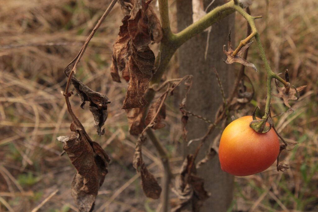 Tomato suffering from lack of moisture
