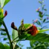 Pigeon Pea Seeds, Cajanus cajun - Image 5