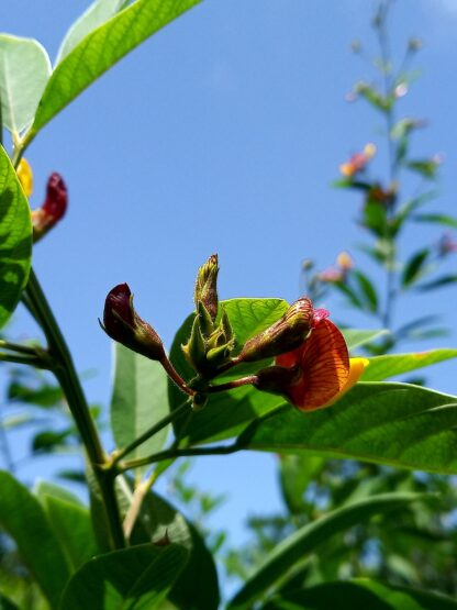 Pigeon Peas Seeds / Cajanus cajun - Image 5