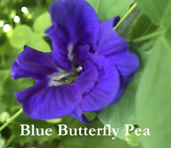 Blue Butterfly Pea Vine Flower