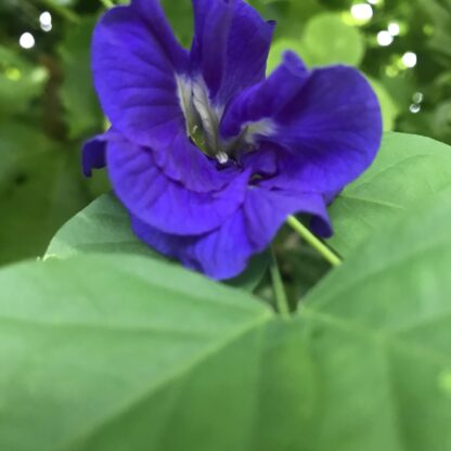 Blue Butterfly Pea Vine Seeds, Clitoria ternatea - Image 2