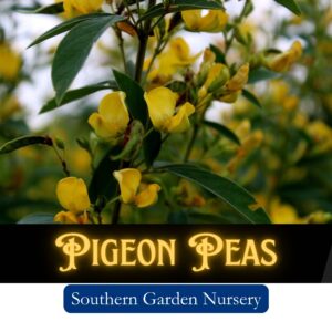 Pigeon Peas Seeds