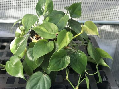 Philodendron Brazil