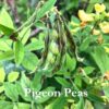 Pigeon Pea Seeds, Cajanus cajun - Image 6