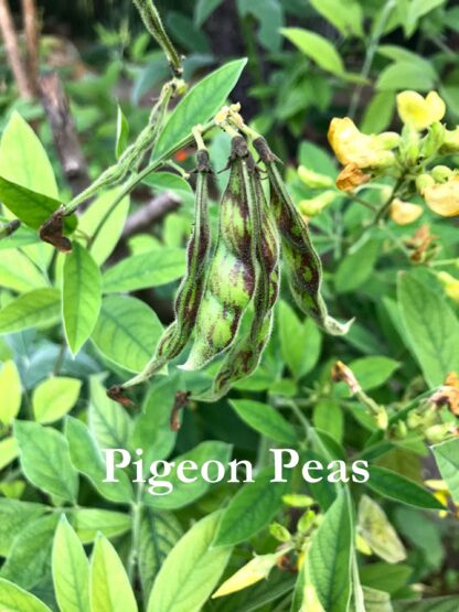 Pigeon Peas Seeds / Cajanus cajun - Image 6