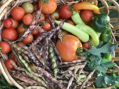 Pigeon Peas Seeds / Cajanus cajun - Image 2