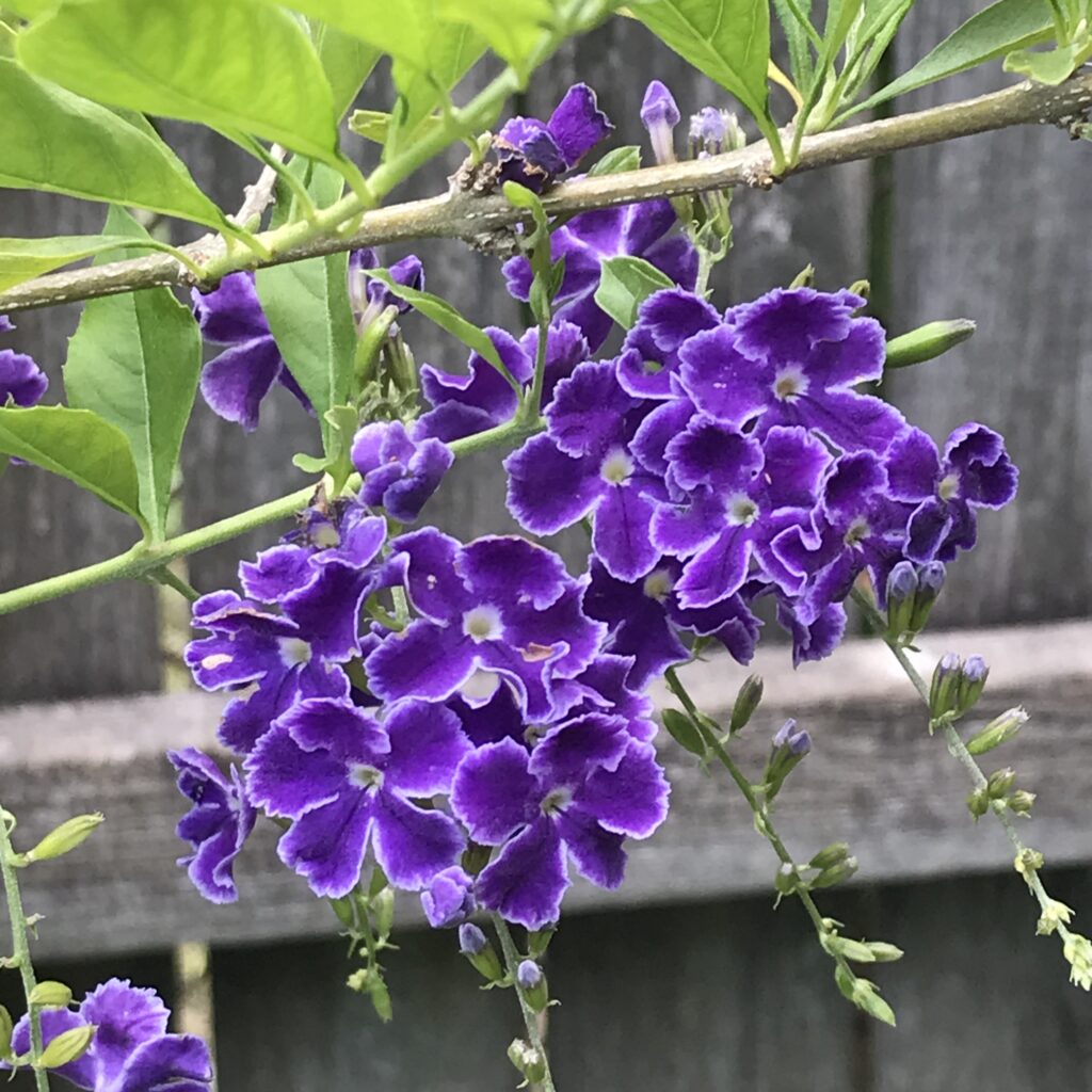 Duranta erecta