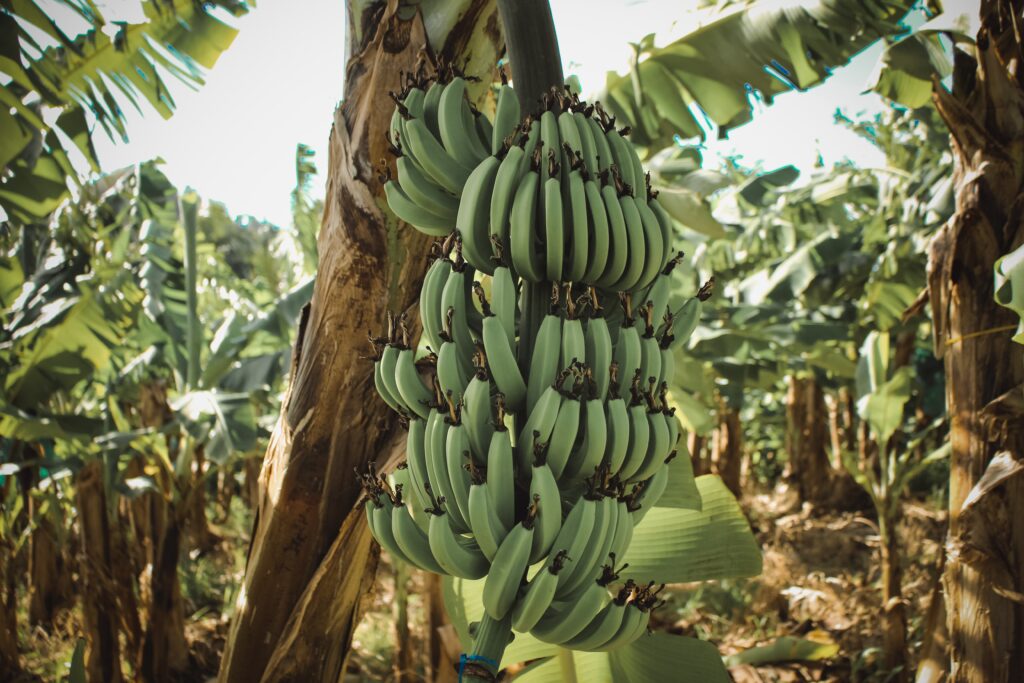 You may not be about to grow bananas in Florida quite this big unless you're in the Keys