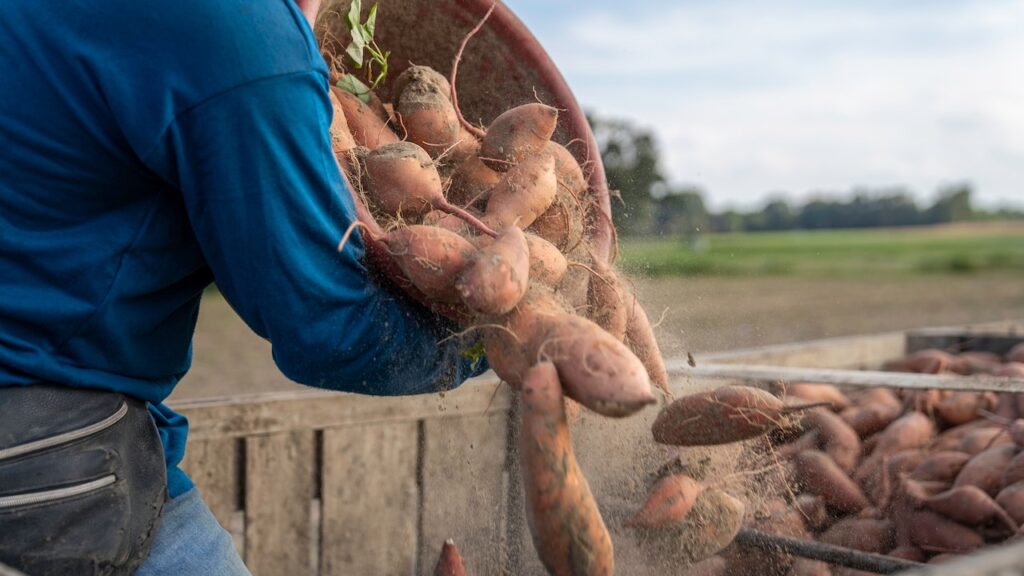 Growing sweet potatoes in Florida
