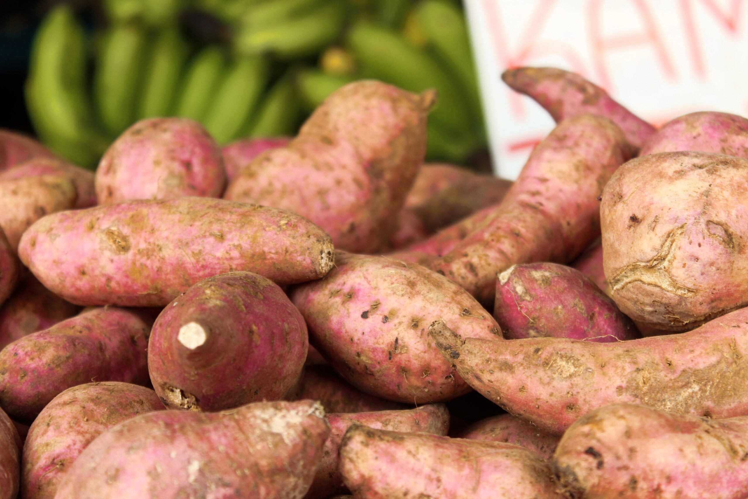 Grow Sweet Potatoes in Florida Southern Garden Nursery