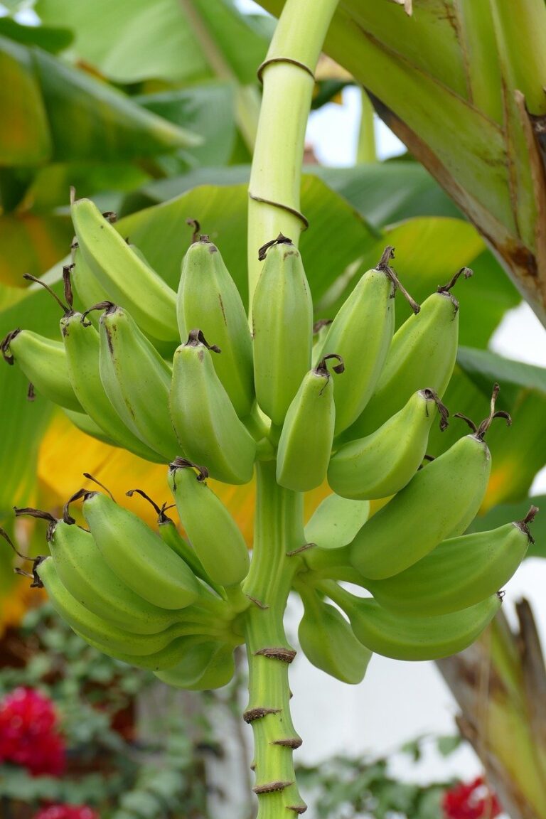 Learn How to Grow Bananas in Florida - Southern Garden Nursery