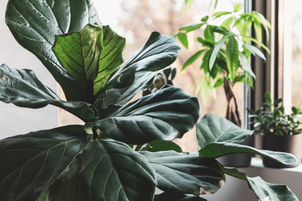 Large dramatic statement houseplants need large dramatic indoor plant pots
