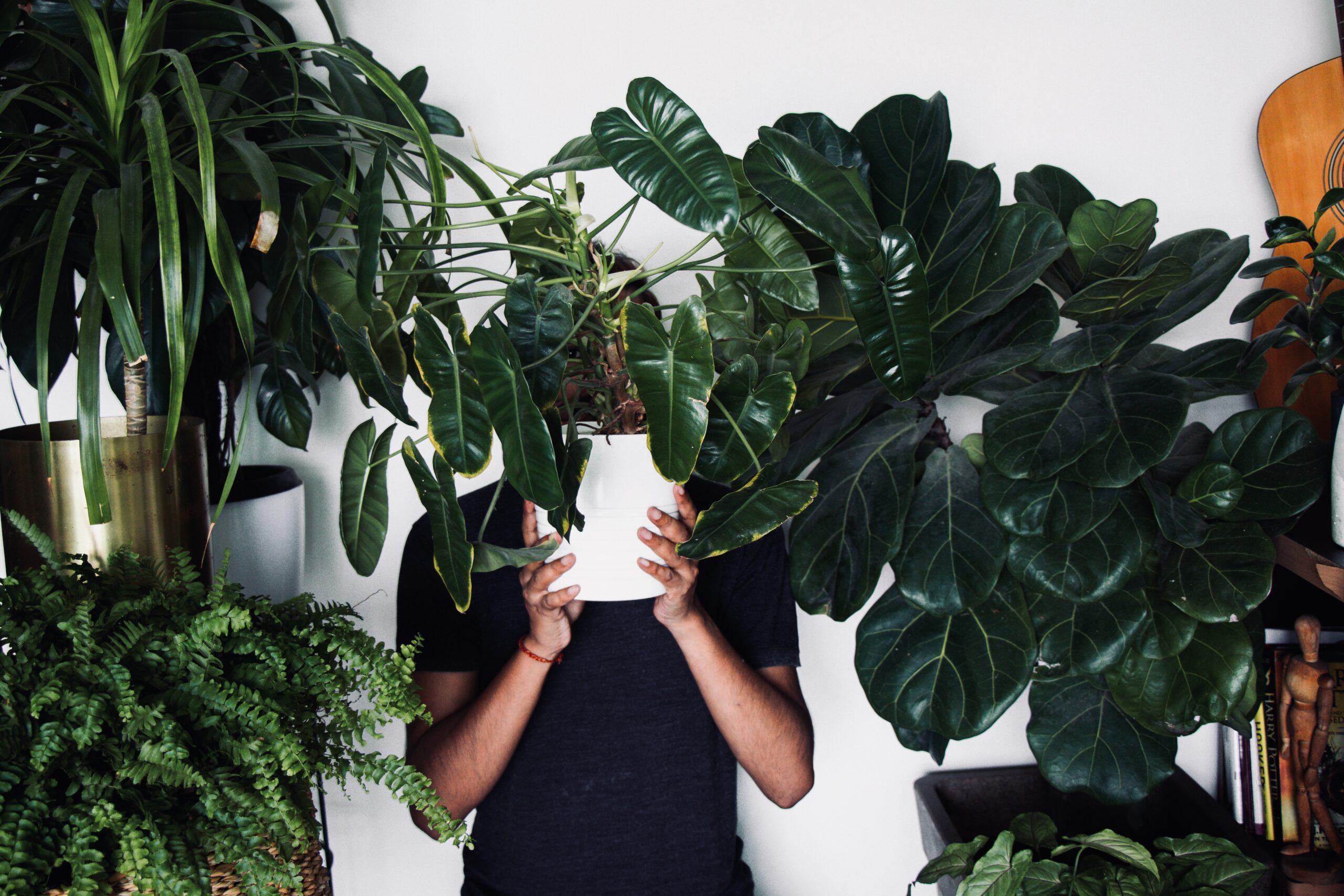 Show off your houseplant collection with the latest indoor plant pots.