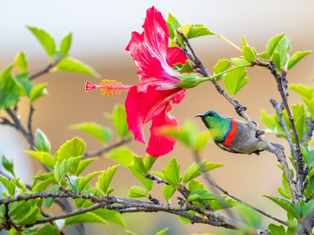 Hummingbird visiting a red tropical hibiscus flower