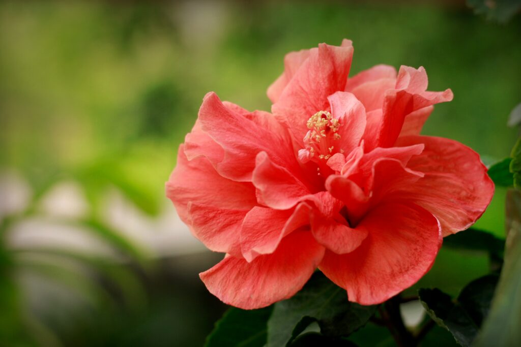 Double tropical hibiscus flower
