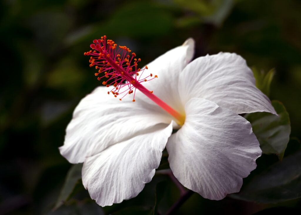 White tropical hibiscus flower