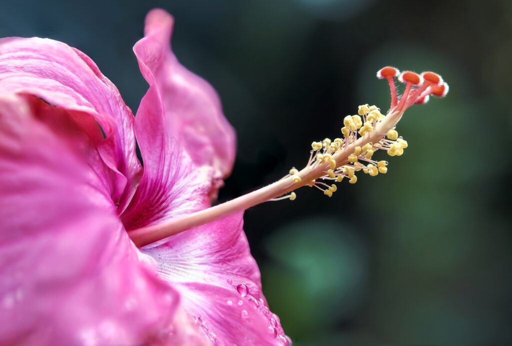 Pink Tropical hibiscus flower