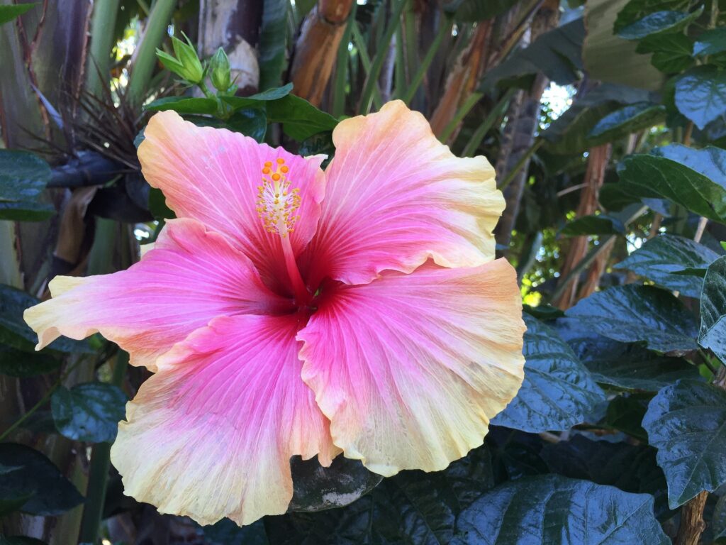 Pink and yellow tropical hibiscus flower