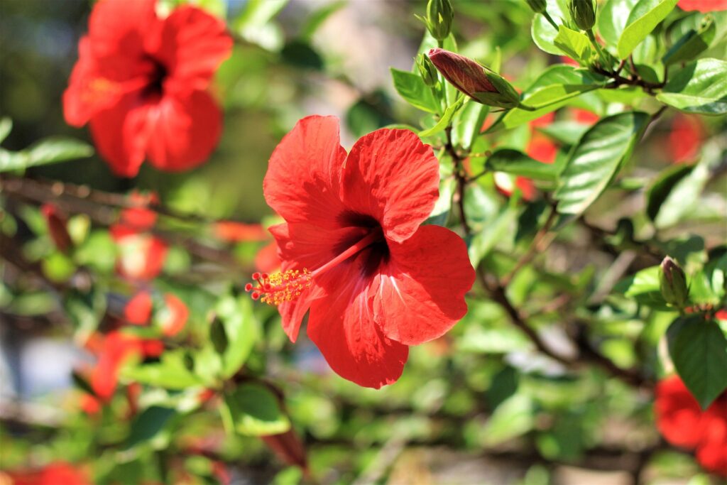 Tropical hibiscus with single red flowers