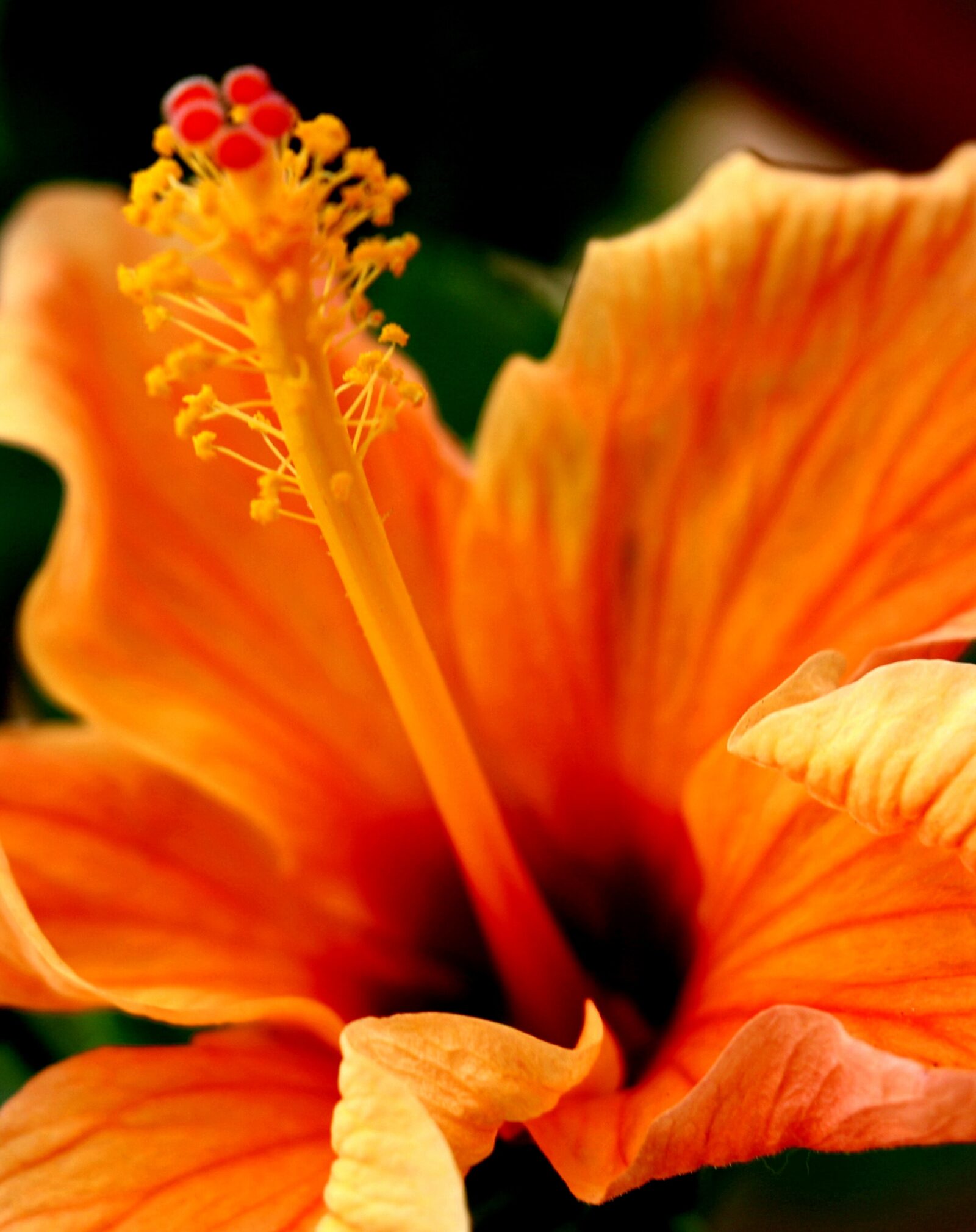 tropical hibiscus care for Florida gardens