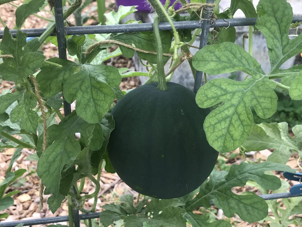 I'm growing sugar baby watermelon in June in Central Florida