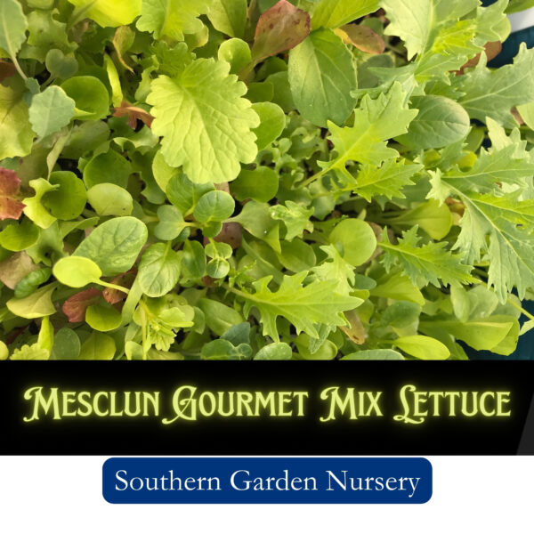 Mesclue Mix Gourmet Lettuce