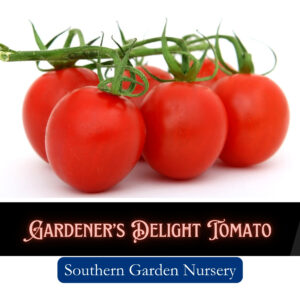 Gardener's Delight Heirloom Tomato seeds